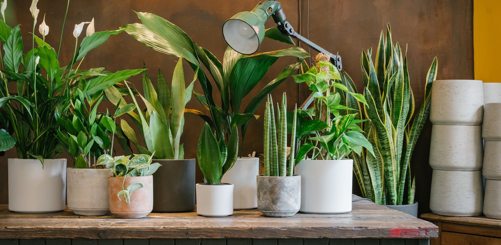 Grow Urban