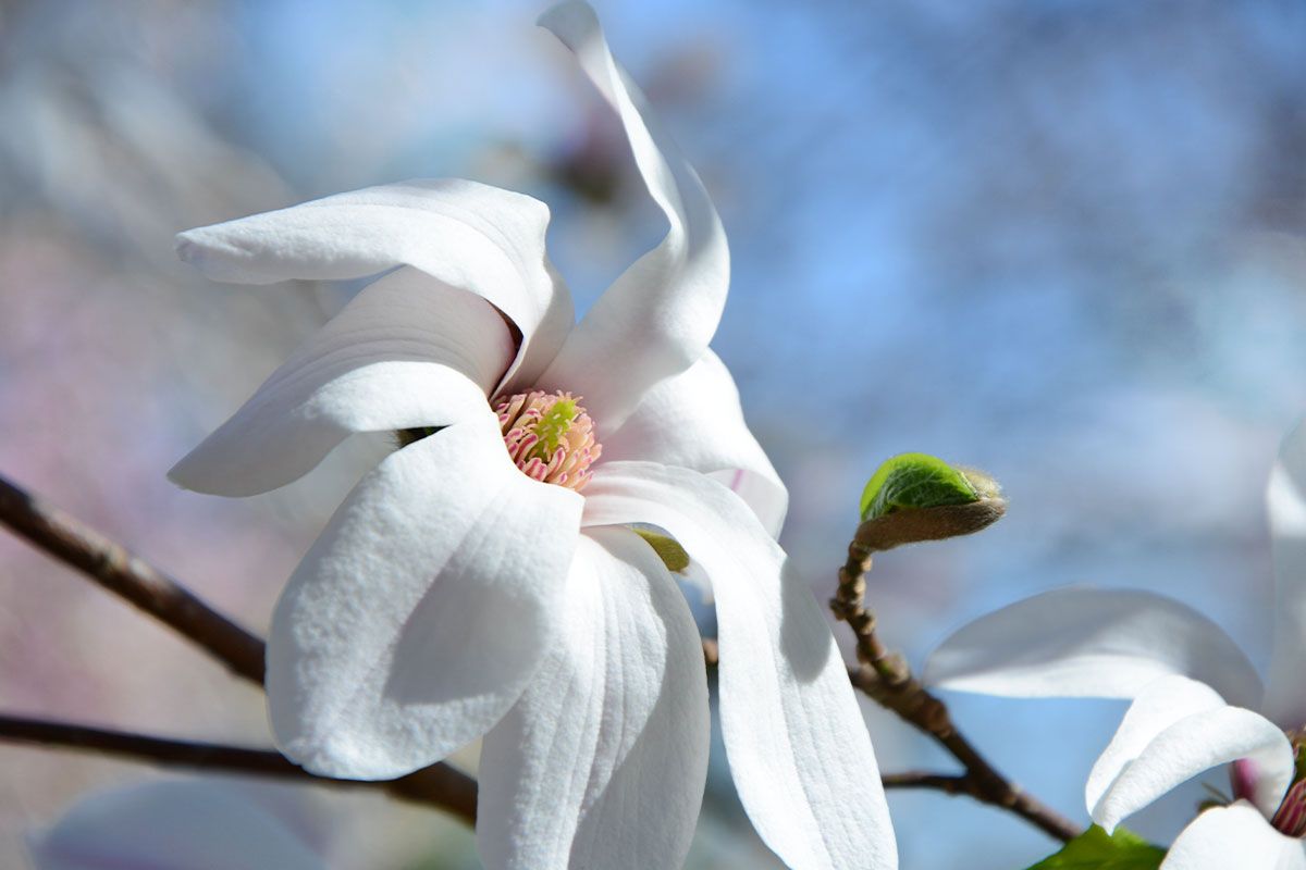 Ogród Botaniczny